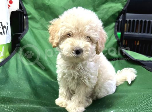 Show Maltipoo